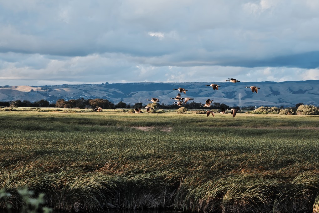 geese flying v