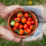 A bowl of tomatoes being handed from one pair of hands to another, illustrating sharing fruits of labor.