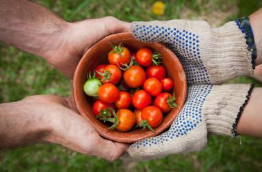 A bowl of tomatoes being handed from one pair of hands to another, illustrating sharing fruits of labor.