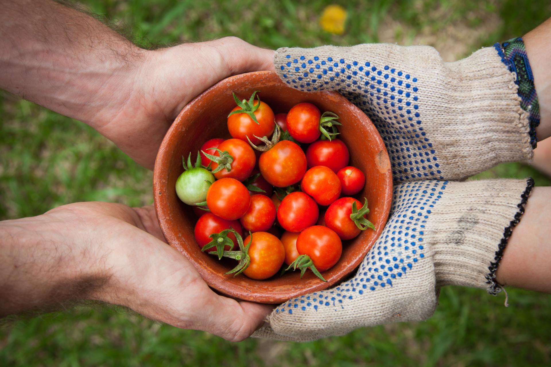 A bowl of tomatoes being handed from one pair of hands to another, illustrating sharing fruits of labor.