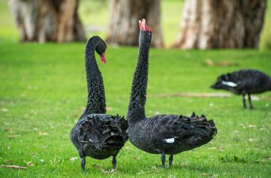 Photo of a pair of black swans