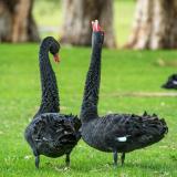 Photo of a pair of black swans