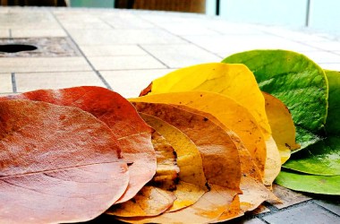 Magnolia leaves in colors shading from red through orange and yellow and then to green, laid out on a table.